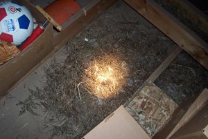 house mouse nest with light shining on it